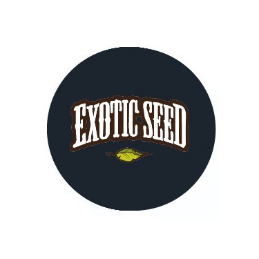 Exotic Seeds Regular